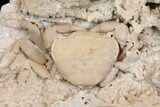 Fossil Crab (Potamon) Preserved in Travertine - Turkey #145048-2